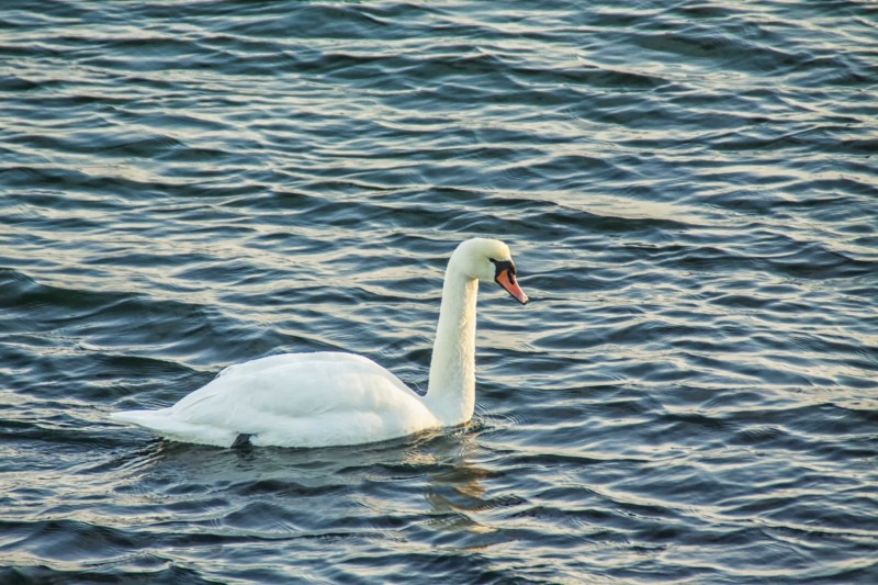 Swan