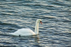 Swan