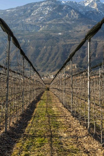 Sud Trol Vineyard