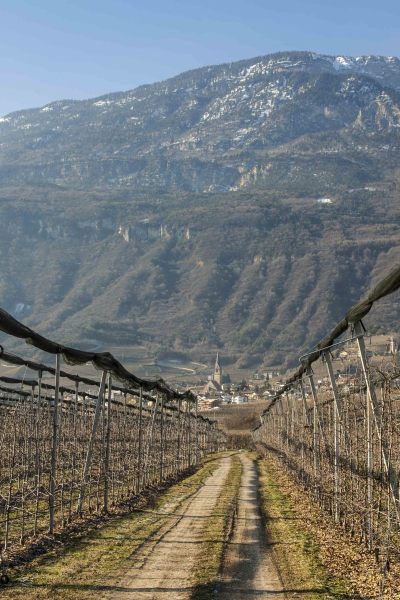 Sud Trol Vineyard1