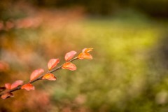 Tree Branch