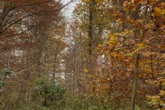 Hückelhoven Trail