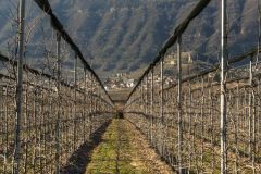 Sud Trol Vineyard