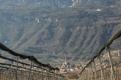 Sud Trol Vineyard1