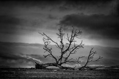 Rhön Tree 2