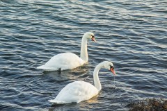 Two Swans